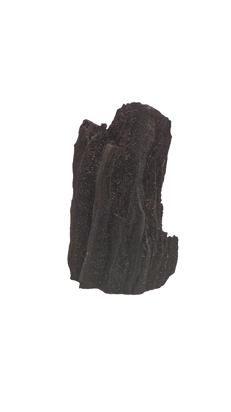 FEENHOLZ versteinertes Holz 100-200€