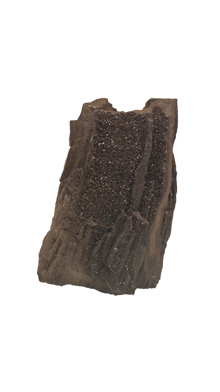 FEENHOLZ versteinertes Holz 100-200€