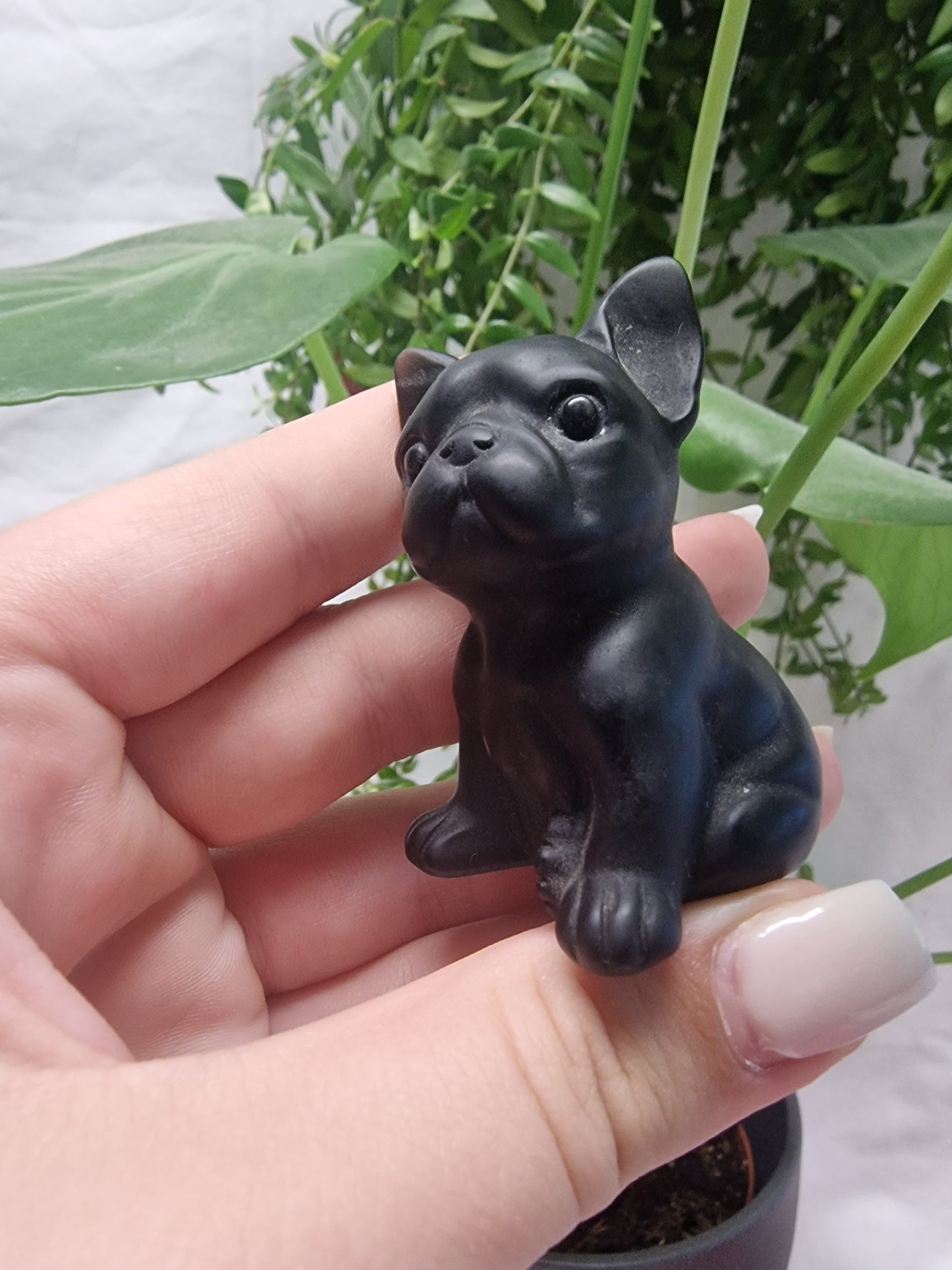 Französische Bulldogge Hund Obsidian, Moosachat